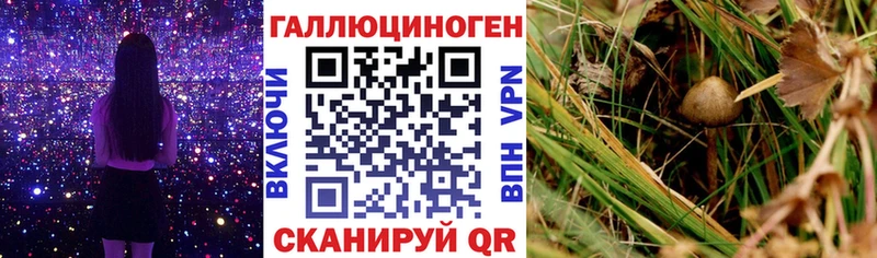 как найти   Малаховка  Псилоцибиновые грибы Psilocybine cubensis 
